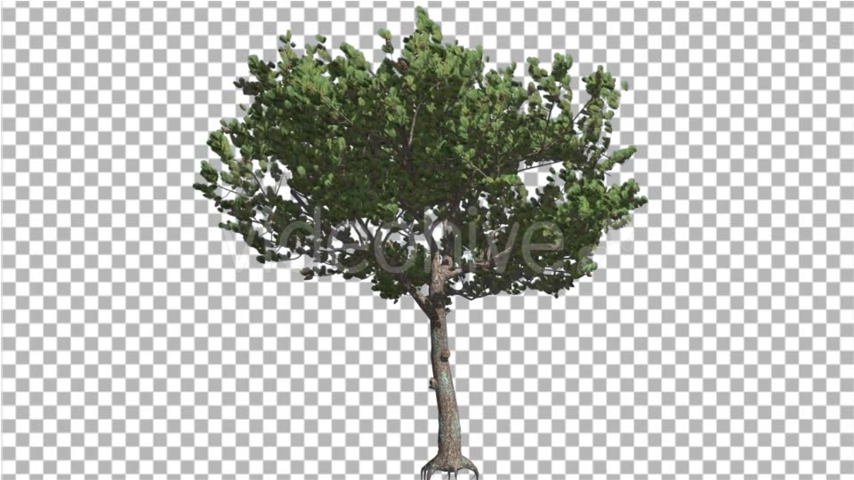 Italian Stone Pine Small Tree Roots in Summer Videohive 16958956 Motion Graphics Image 5