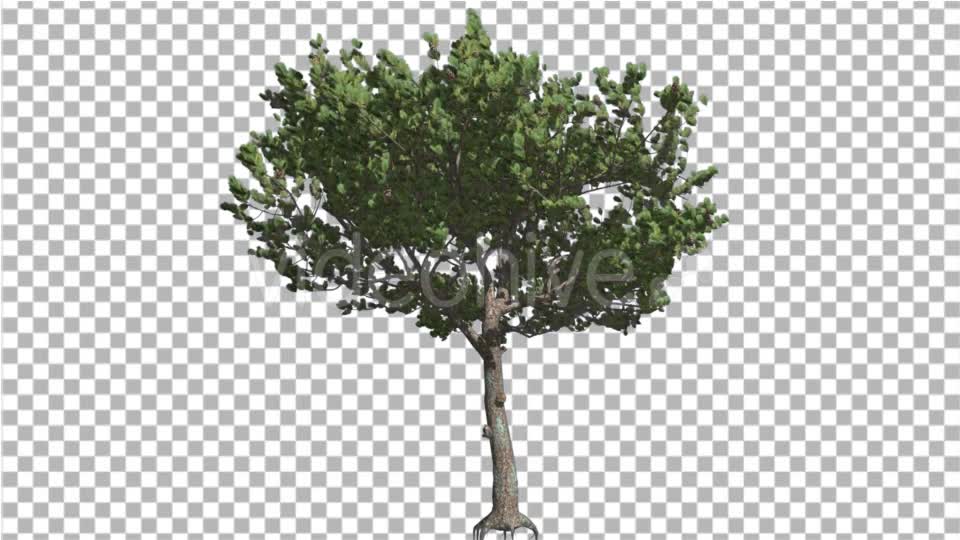 Italian Stone Pine Small Tree Roots in Summer Videohive 16958956 Motion Graphics Image 7