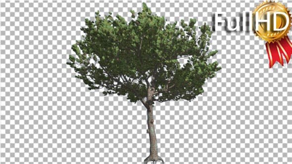 Italian Stone Pine Small Tree Roots in Summer - Download Videohive 16958956