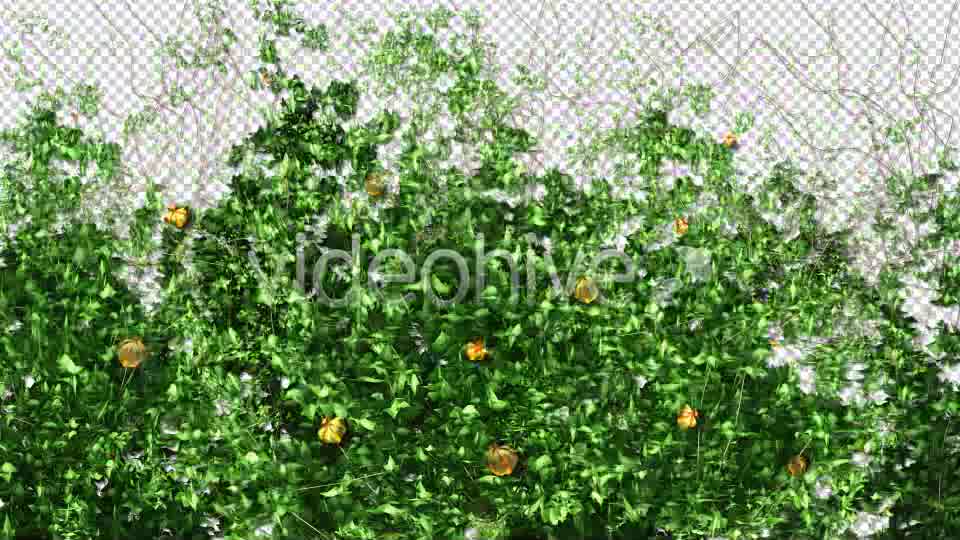 Ivy and Flowers Growing Videohive 11625544 Motion Graphics Image 10