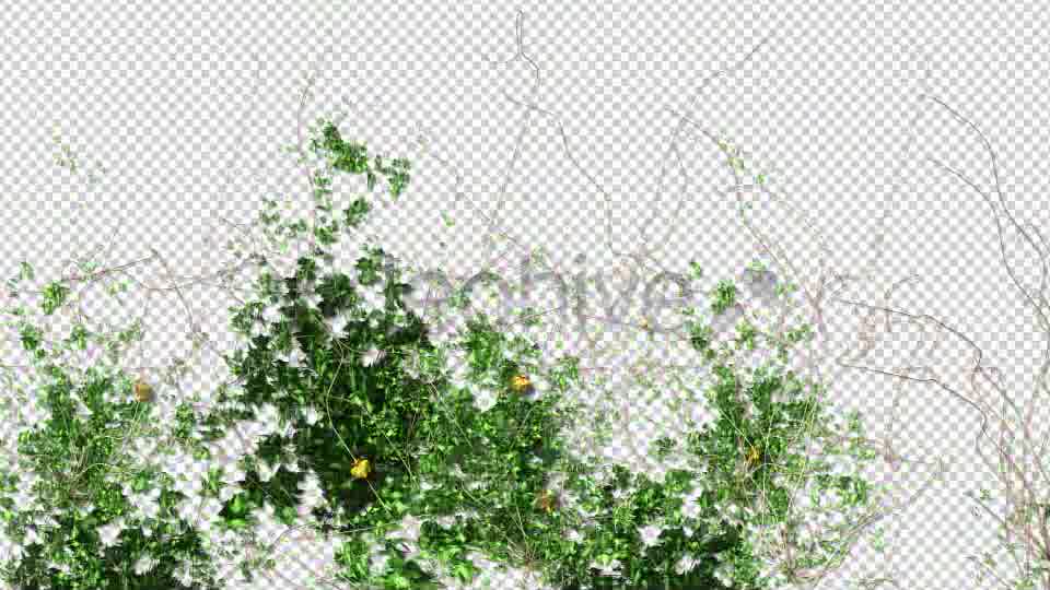 Ivy and Flowers Growing Videohive 11625544 Motion Graphics Image 11