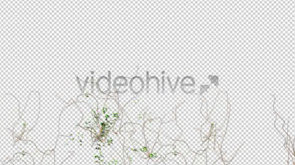 Ivy and Flowers Growing Videohive 11625544 Motion Graphics Image 12
