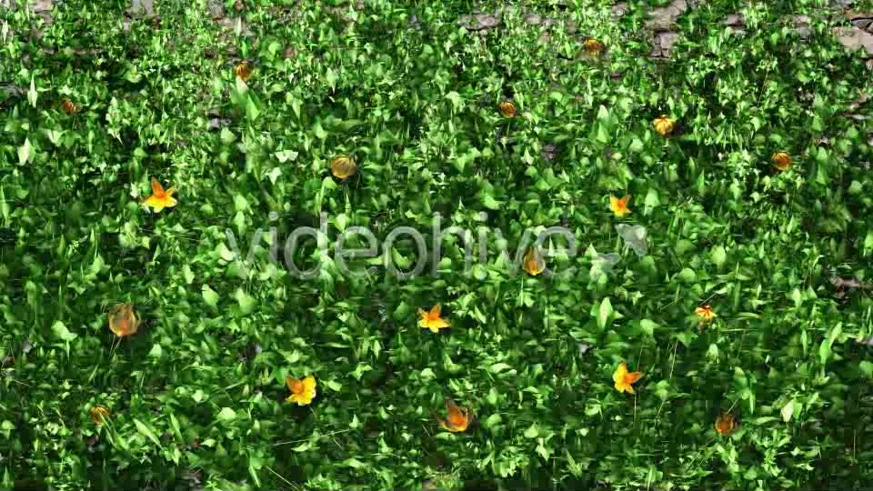 Ivy and Flowers Growing Videohive 11625544 Motion Graphics Image 5