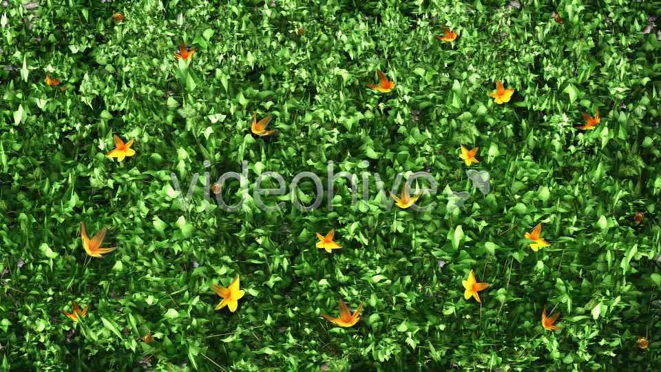 Ivy and Flowers Growing Videohive 11625544 Motion Graphics Image 6