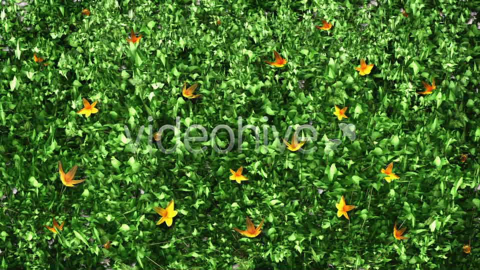 Ivy and Flowers Growing Videohive 11625544 Motion Graphics Image 7