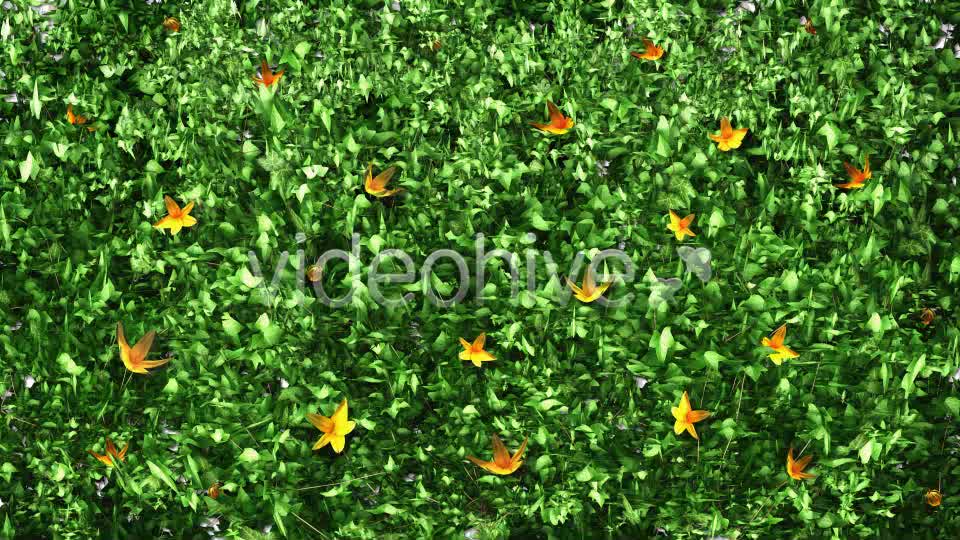 Ivy and Flowers Growing Videohive 11625544 Motion Graphics Image 8