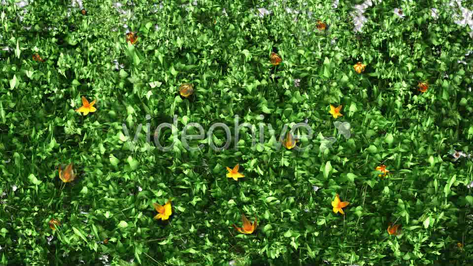 Ivy and Flowers Growing Videohive 11625544 Motion Graphics Image 9