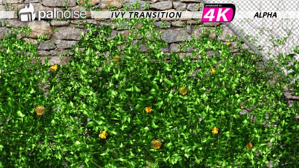 Ivy and Flowers Growing - Download Videohive 11625544