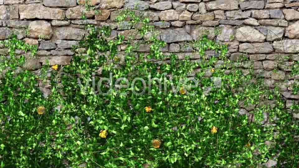 Ivy and Yellow Flowers Growing Videohive 11687281 Motion Graphics Image 4