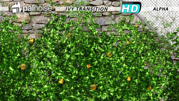 Ivy and Yellow Flowers Growing - Download 11687281 Videohive