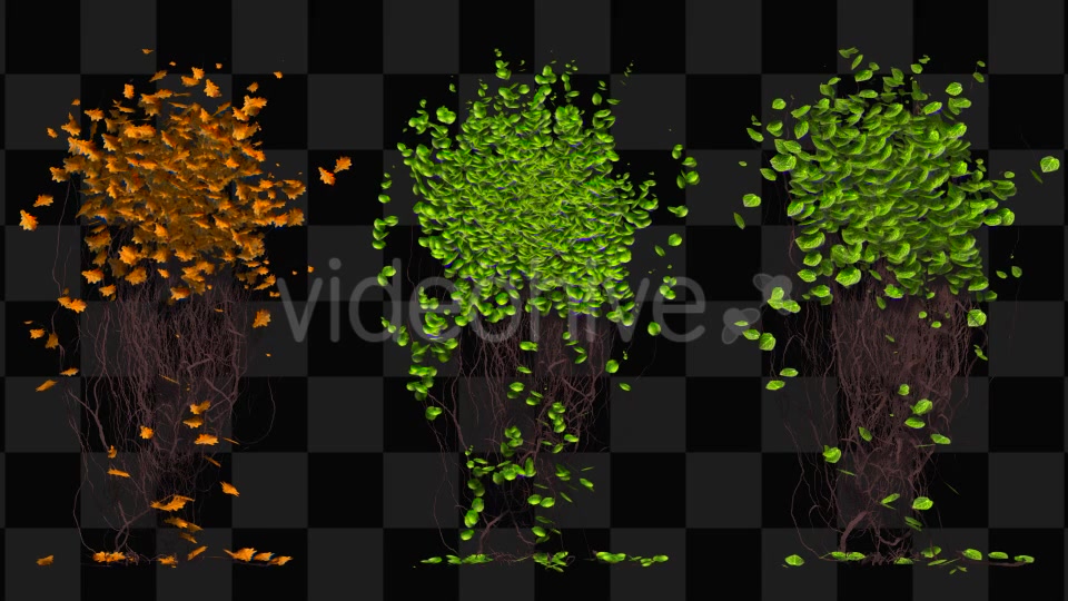 Ivy Animation Videohive 13135721 Motion Graphics Image 12