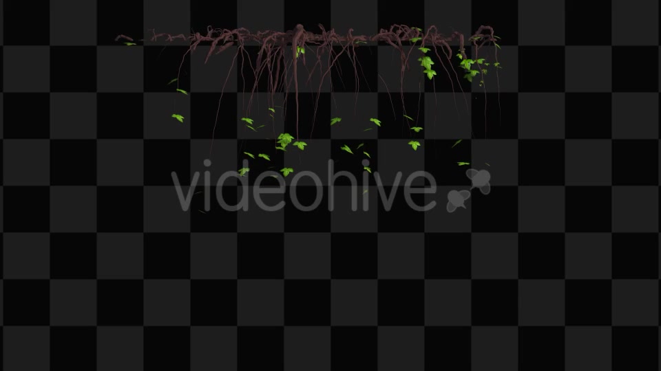 Ivy Animation Videohive 13135721 Motion Graphics Image 2