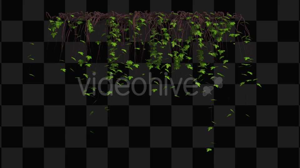 Ivy Animation Videohive 13135721 Motion Graphics Image 3
