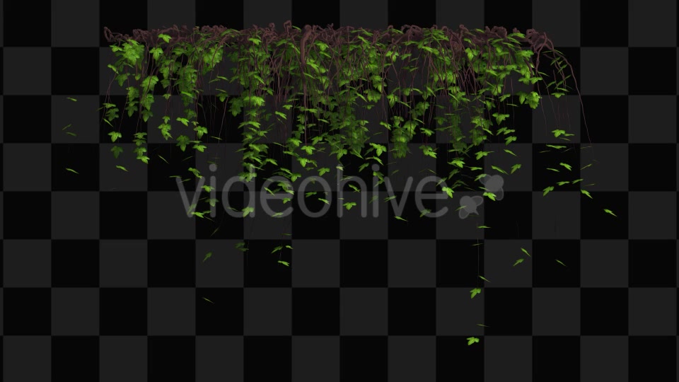 Ivy Animation Videohive 13135721 Motion Graphics Image 4