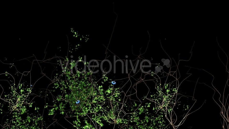 Ivy Blue Flowers Growing Videohive 12221361 Motion Graphics Image 2