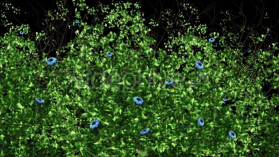 Ivy Blue Flowers Growing Videohive 12221361 Motion Graphics Image 3