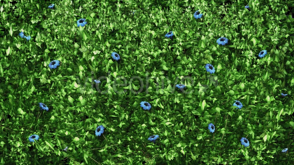 Ivy Blue Flowers Growing Videohive 12221361 Motion Graphics Image 4