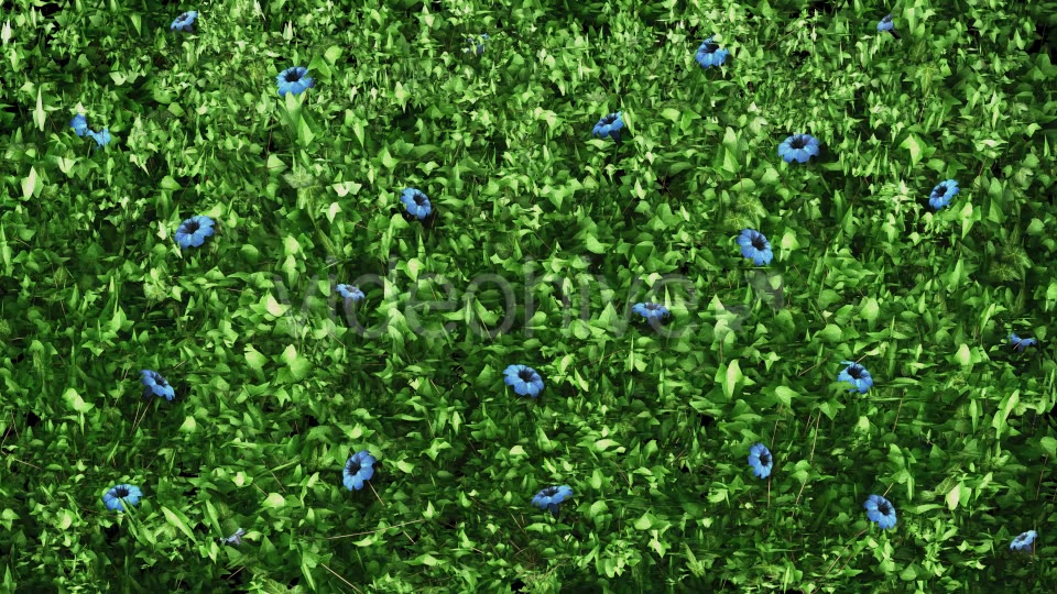 Ivy Blue Flowers Growing Videohive 12221361 Motion Graphics Image 5