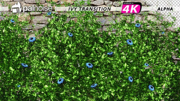 Ivy Blue Flowers Growing - Videohive 12221361 Download