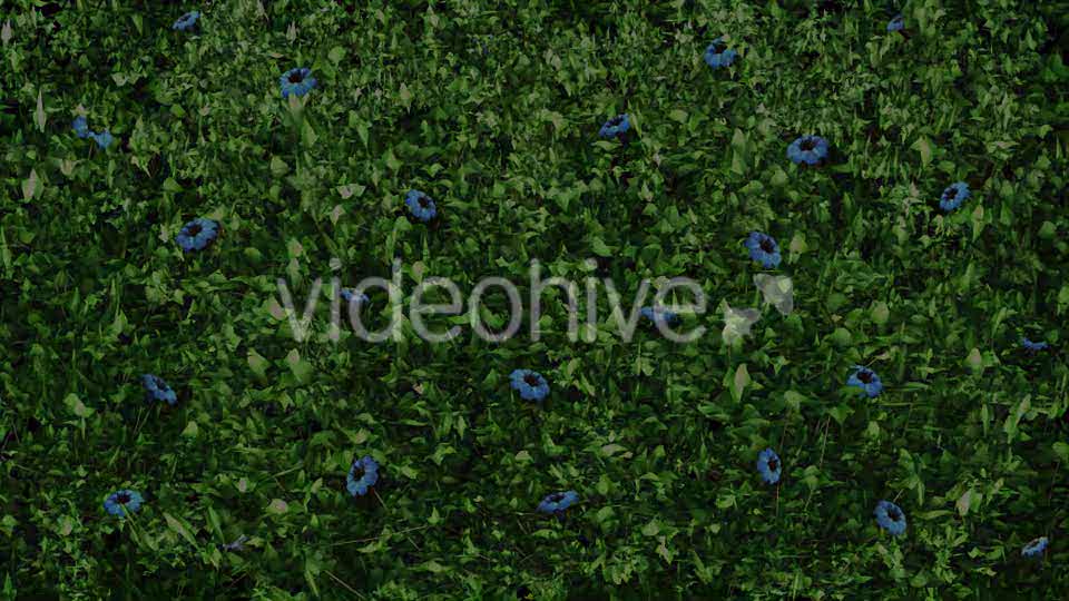 Ivy & Flowers (4 Pack) Videohive 11766036 Motion Graphics Image 11