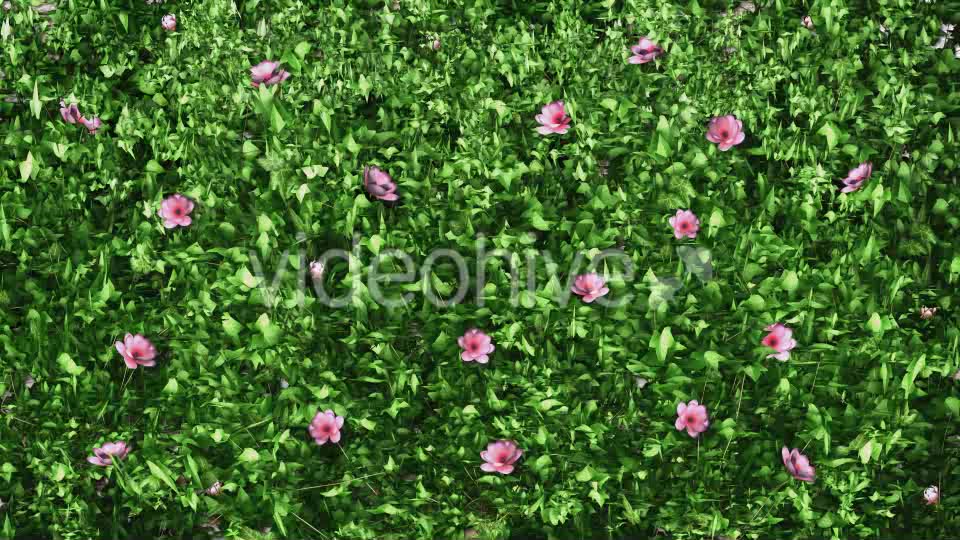 Ivy & Flowers (4 Pack) Videohive 11766036 Motion Graphics Image 8