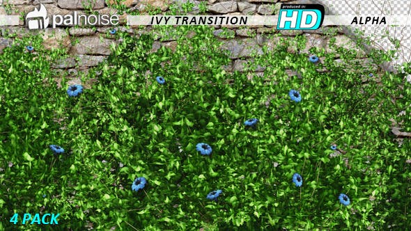 Ivy & Flowers (4 Pack) - Download Videohive 11766036