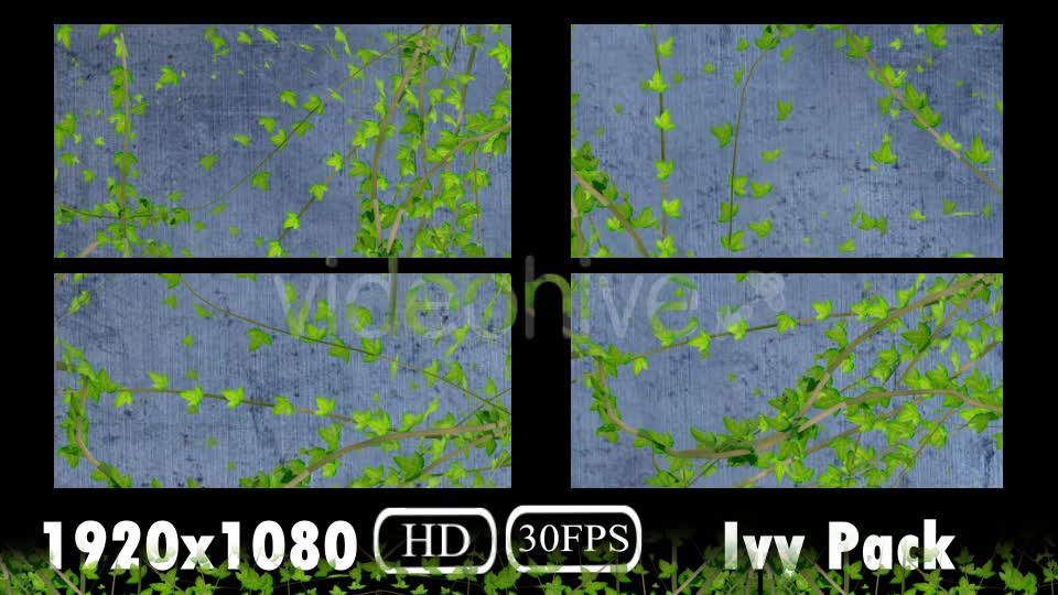 Ivy Growing Pack Videohive 20106759 Motion Graphics Image 2