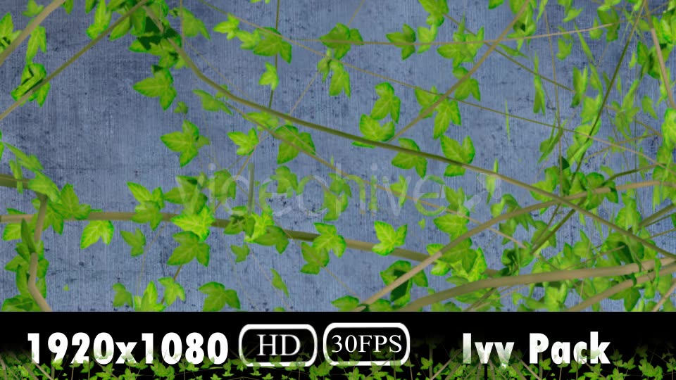 Ivy Growing Pack Videohive 20106759 Motion Graphics Image 7