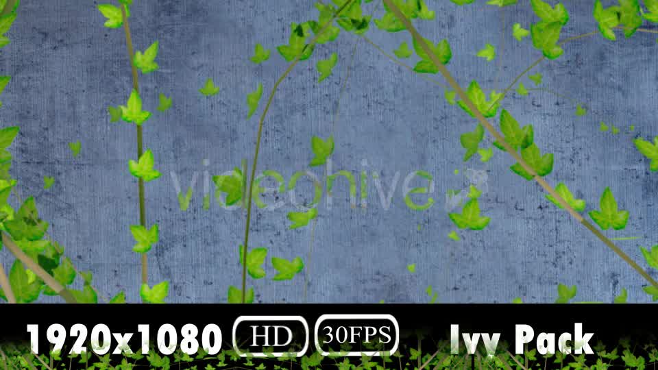 Ivy Growing Pack Videohive 20106759 Motion Graphics Image 9