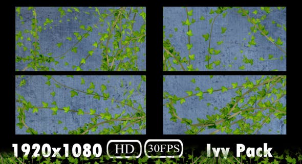Ivy Growing Pack - Download Videohive 20106759