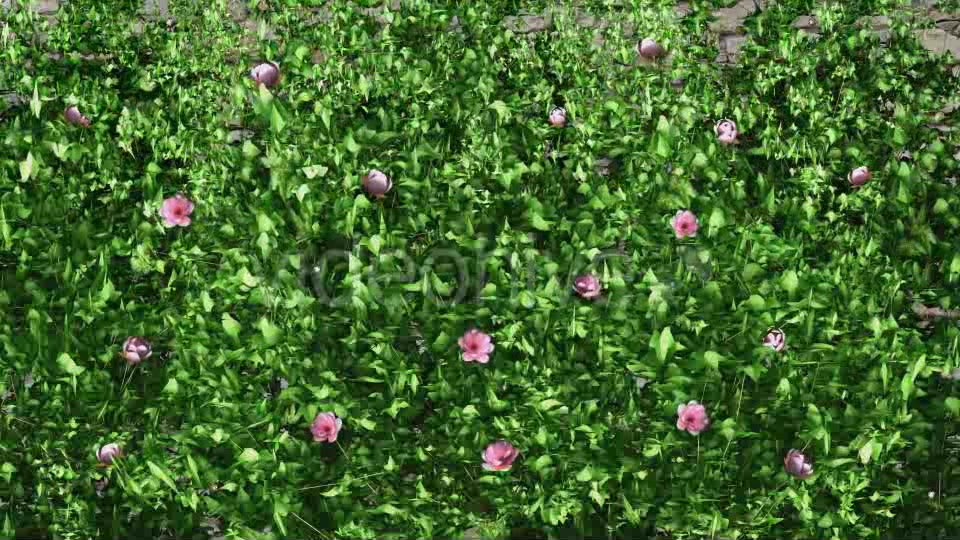 Ivy Growing & Pink Flowers Videohive 11851986 Motion Graphics Image 5