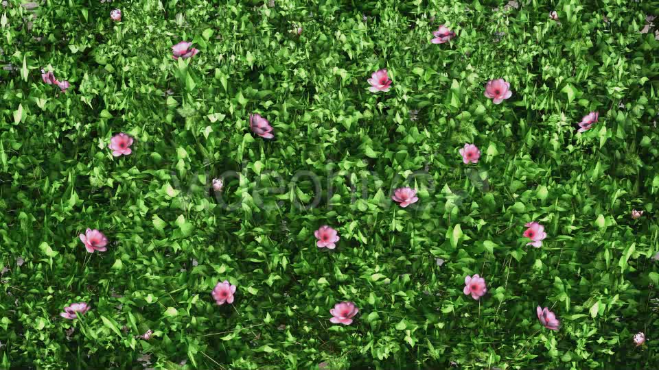 Ivy Growing & Pink Flowers Videohive 11851986 Motion Graphics Image 6