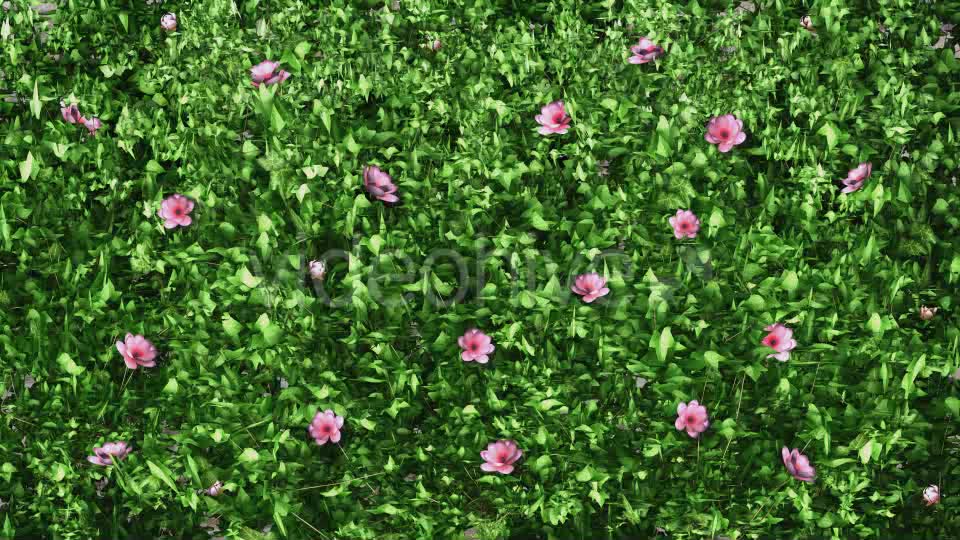 Ivy Growing & Pink Flowers Videohive 11851986 Motion Graphics Image 7