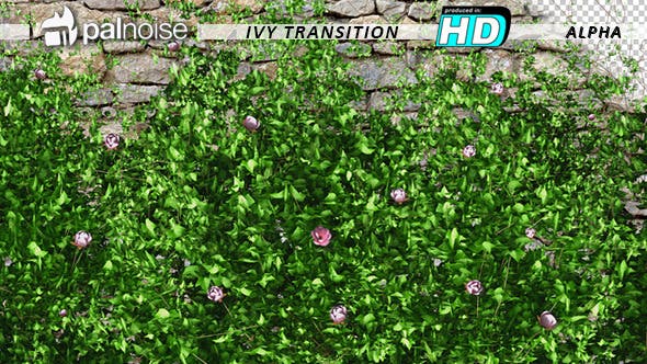 Ivy Growing & Pink Flowers - 11851986 Videohive Download