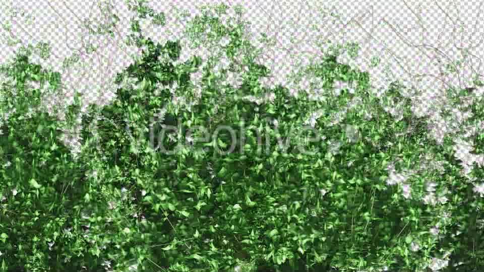 Ivy Growing Transition Videohive 11625317 Motion Graphics Image 10