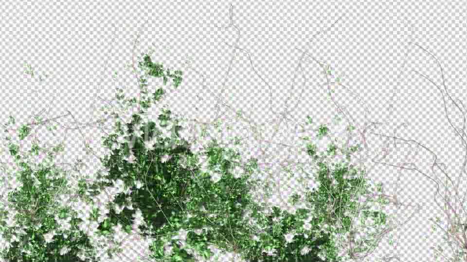 Ivy Growing Transition Videohive 11625317 Motion Graphics Image 11