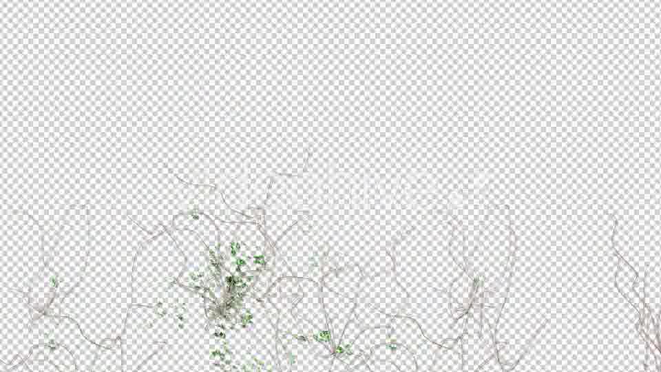 Ivy Growing Transition Videohive 11625317 Motion Graphics Image 12