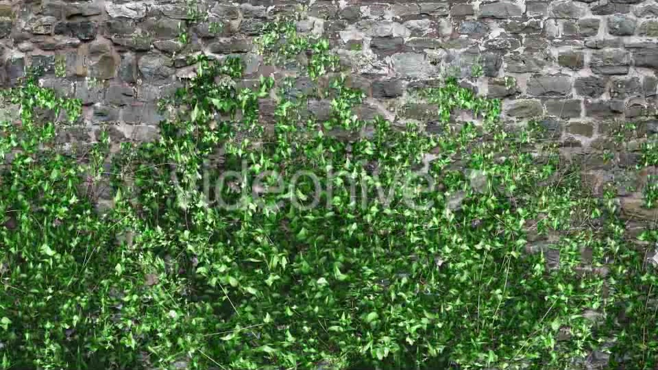 Ivy Growing Transition Videohive 11625317 Motion Graphics Image 4