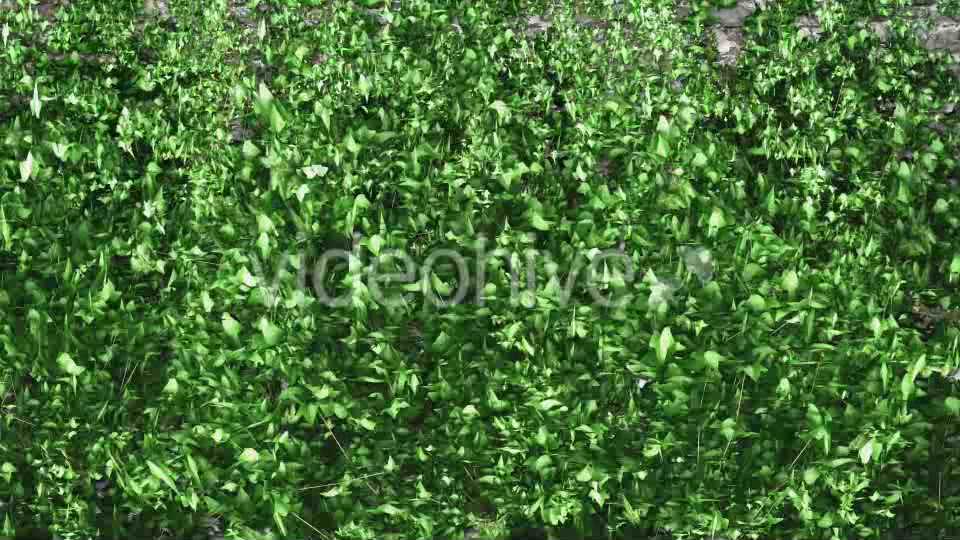 Ivy Growing Transition Videohive 11625317 Motion Graphics Image 5