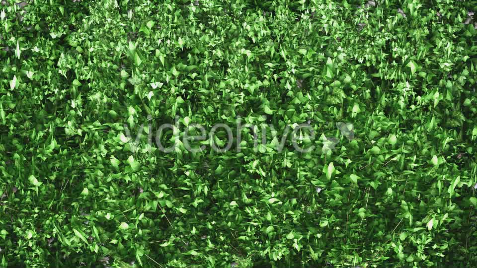 Ivy Growing Transition Videohive 11625317 Motion Graphics Image 6