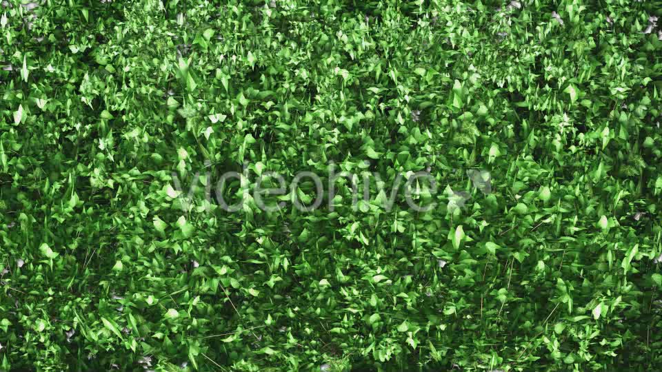 Ivy Growing Transition Videohive 11625317 Motion Graphics Image 7