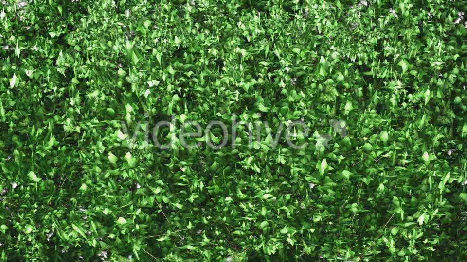 Ivy Growing Transition Videohive 11625317 Motion Graphics Image 8