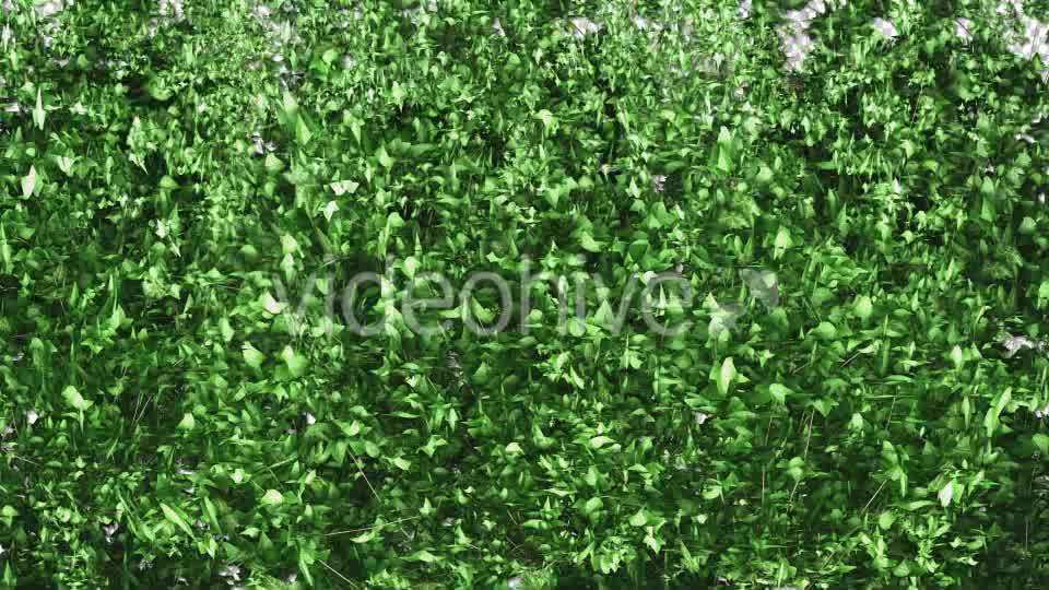 Ivy Growing Transition Videohive 11625317 Motion Graphics Image 9