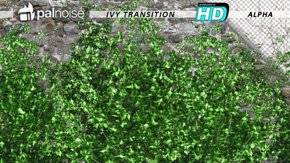 Ivy Growing Transition - 11625317 Videohive Download