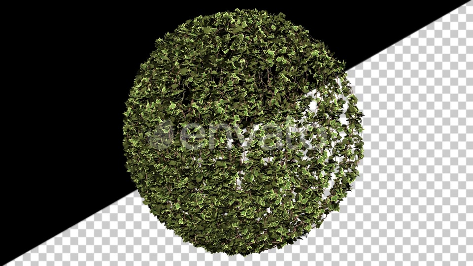 Ivy Growth Videohive 24231625 Motion Graphics Image 5