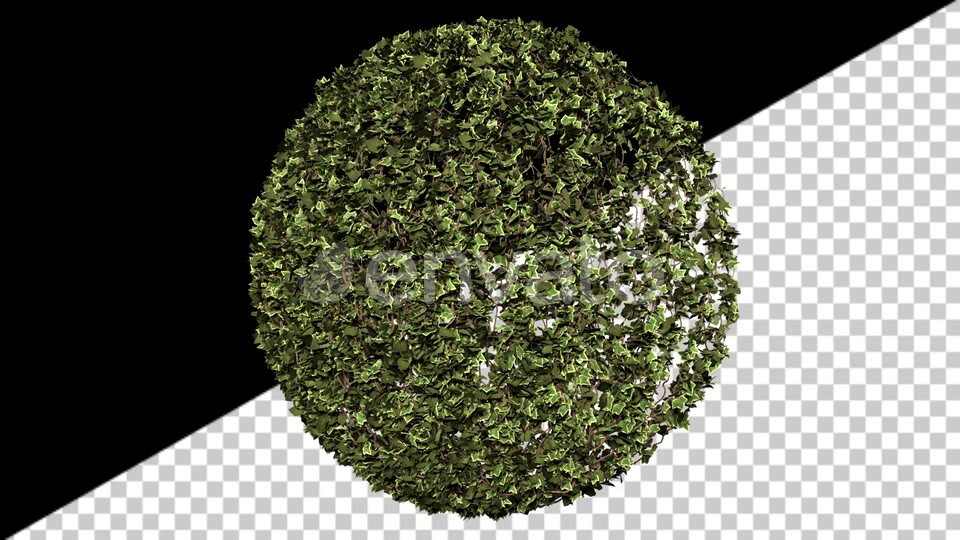 Ivy Growth Videohive 24231625 Motion Graphics Image 6