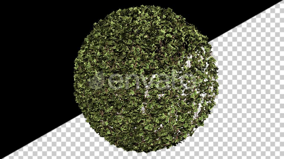 Ivy Growth Videohive 24231625 Motion Graphics Image 7