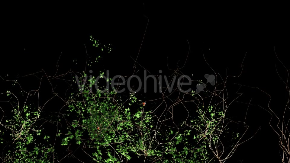 Ivy & Orange Flowers Growing Videohive 12237072 Motion Graphics Image 2
