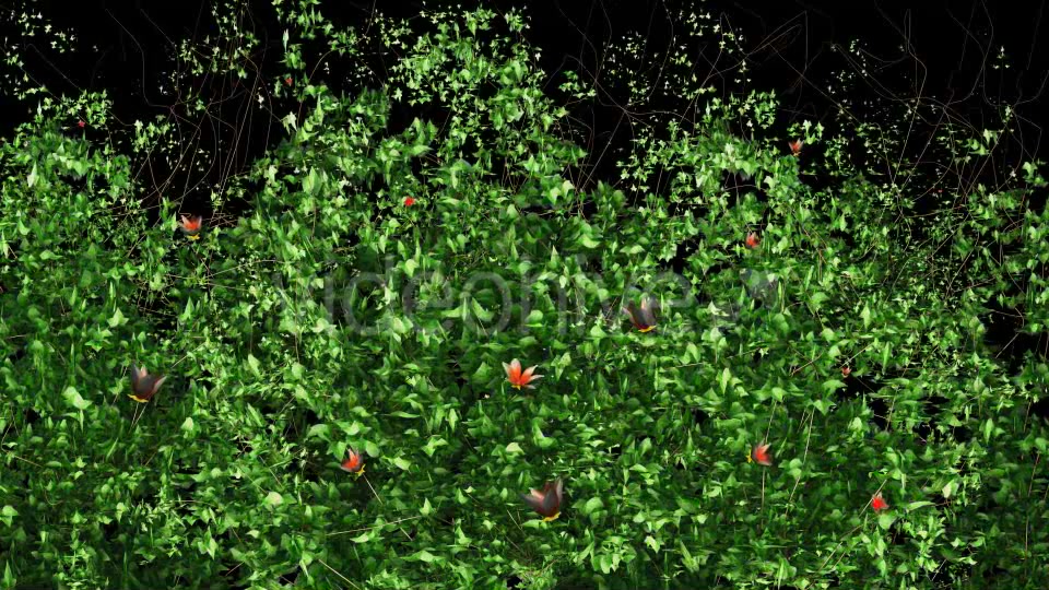 Ivy & Orange Flowers Growing Videohive 12237072 Motion Graphics Image 3