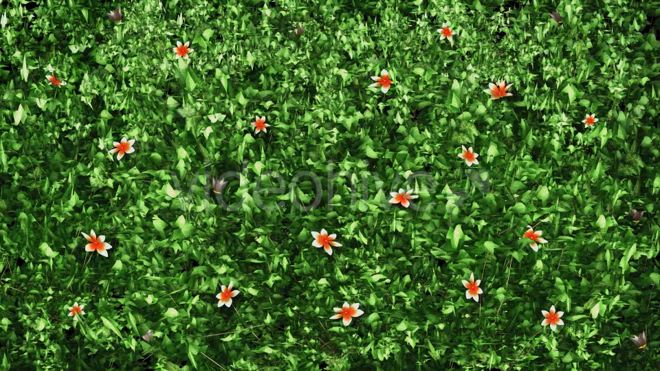 Ivy & Orange Flowers Growing Videohive 12237072 Motion Graphics Image 4